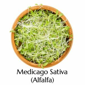 Medicago Sativa by British Ayurveda